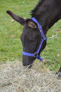 Donkey Animal Mammal