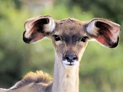 Animal Kudu Young
