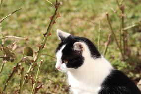 Cat Pet Feline