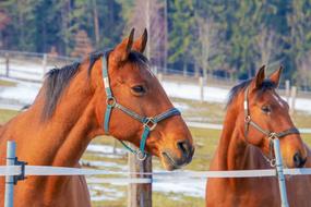 Horses Brown Animal