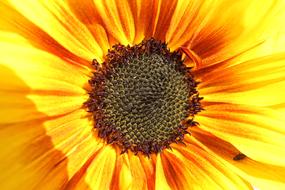 Sunflower Insect Summer