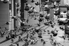 Flock Of Doves Dove Bird