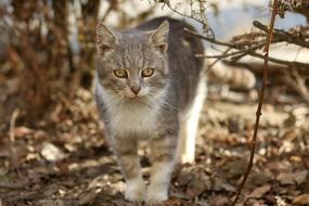 Cat White Gray