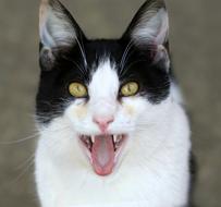 Cat White Black