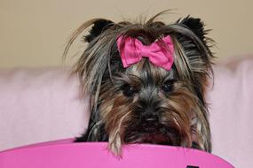 Yorkshire Terrier Dog Beauty