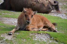 Bison Buffalo Animal