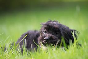 Grass Animal Dog