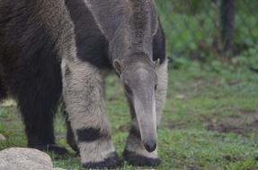 Anteater Mammal Vermilingua