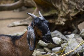 Goat Animal Horns
