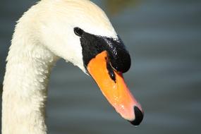 Swan Animal Head