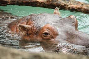 Hippo Head Animal