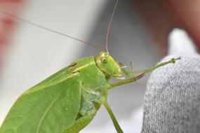 Insect Cricket Grasshopper