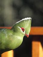Bird Green Knysna Lourie