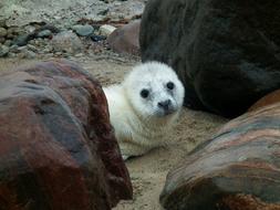 Seal Puppy
