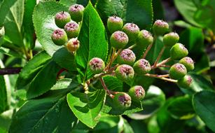 bush with fresh fruit