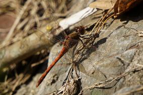 Dragonfly Insect Macro