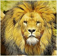 bright beautiful lion
