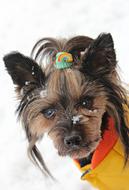 Yorkshire Terrier Dog Clothes