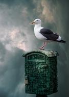 Seagull Bird Sky
