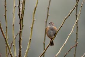 wild free bird