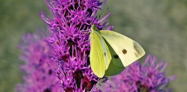 Butterfly Insect Flowers macro