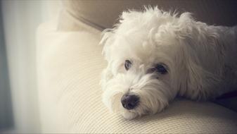 Dog Pets Animals