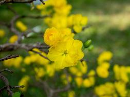 yellow stem flowers