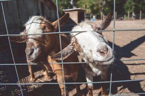 Goats Farm