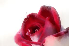 a beautiful red rosebud