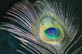Peacock Feather Bird