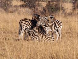 Zebra South Africa Animal World