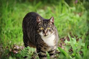 cat walking on green grass