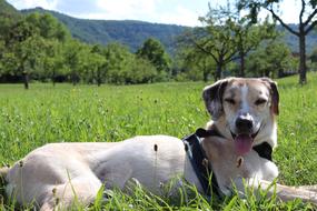 Dog Lying Tongue