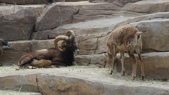 Animal Zoo Nature