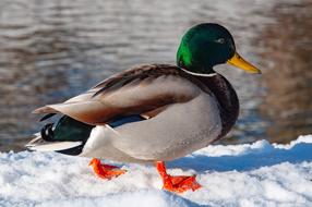 Mallard Duck Winter Bird
