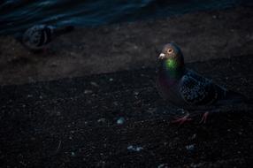 Dove Bird Park