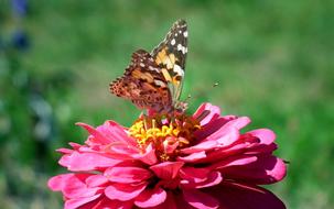 Butterfly Insect Flower