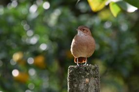 Birdie Bird Animal