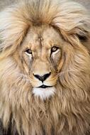 The face of a beautiful lion