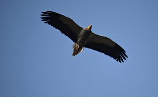 Bird Vulture Nature