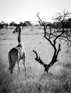Africa Giraffe Animal