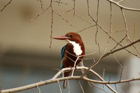 Bird White Throat Kingfisher