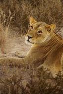 Lion Lioness Africa