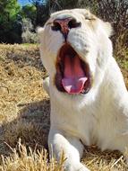 Lion Female Big Cat