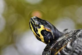Water Turtle Reptile