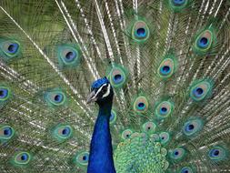 Peacock Eyes Colorful