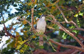 Wild Bird at outdoor Nature