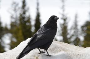 Raven Crow Bird