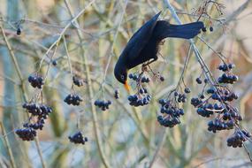 Merle Aronia Bird