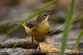 Grey Wagtail Bird Water